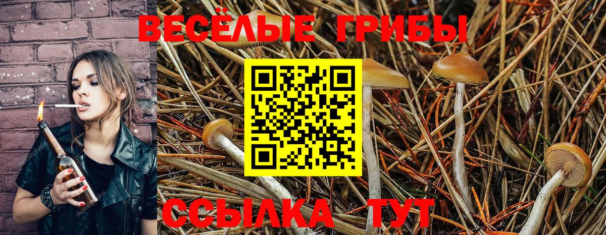 Псилоцибиновые грибы Psilocybe  Вход с VPN  Осинники 